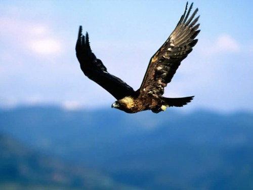 golden-eagle.jpg